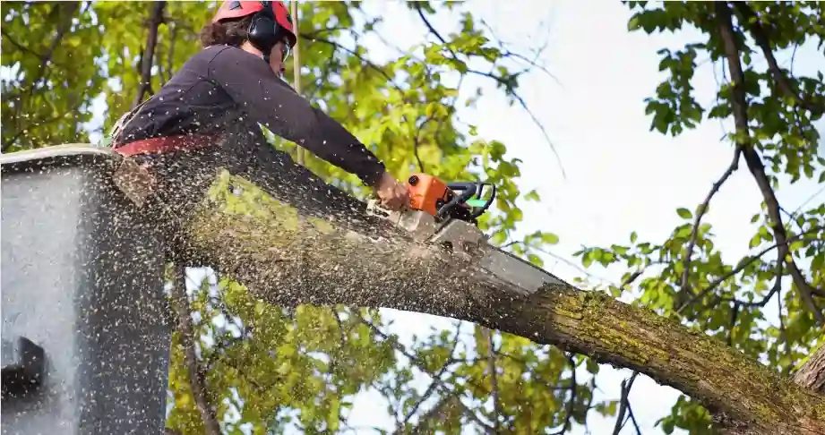 tree removal baltimore md